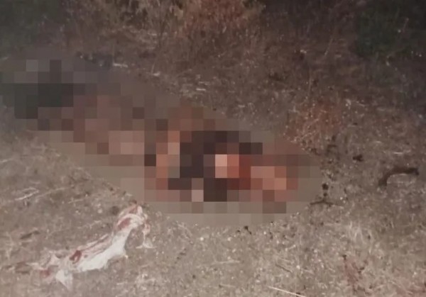 Başıboş köpek vahşeti Türkiye'yi sarstı! Ayhan Özçelik'in ağabeyi anlattı: Çöpçüler olmasa yiyeceklerdi!